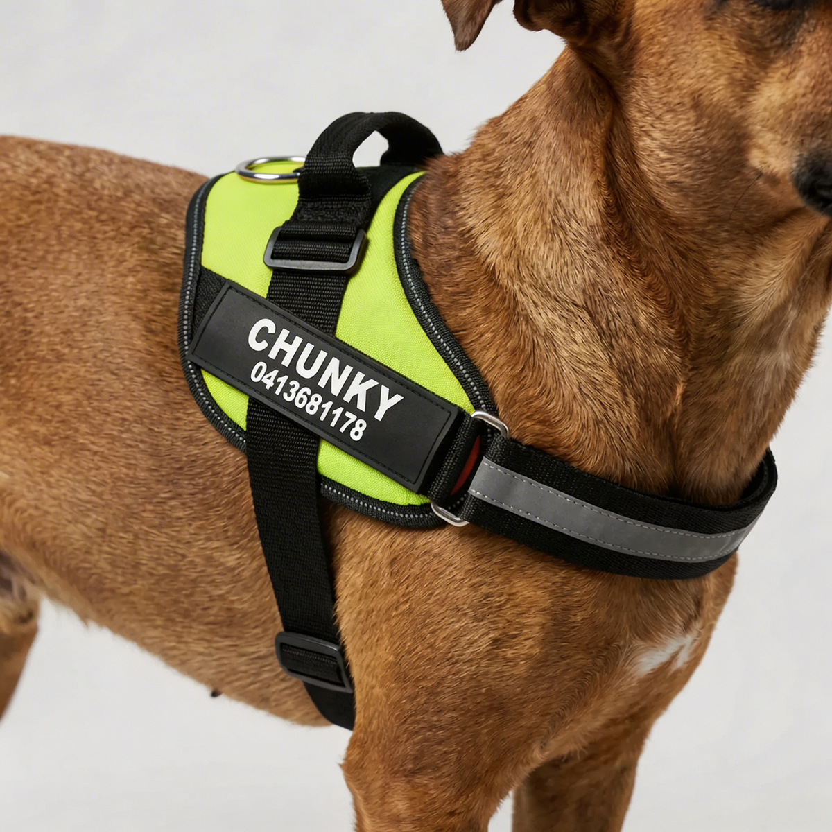 Harnais chien anti-traction personnalisé avec attache avant