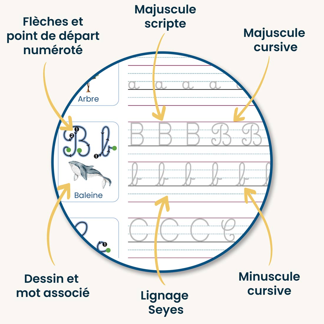 Caaly®   | Cahiers Magiques Cursifs