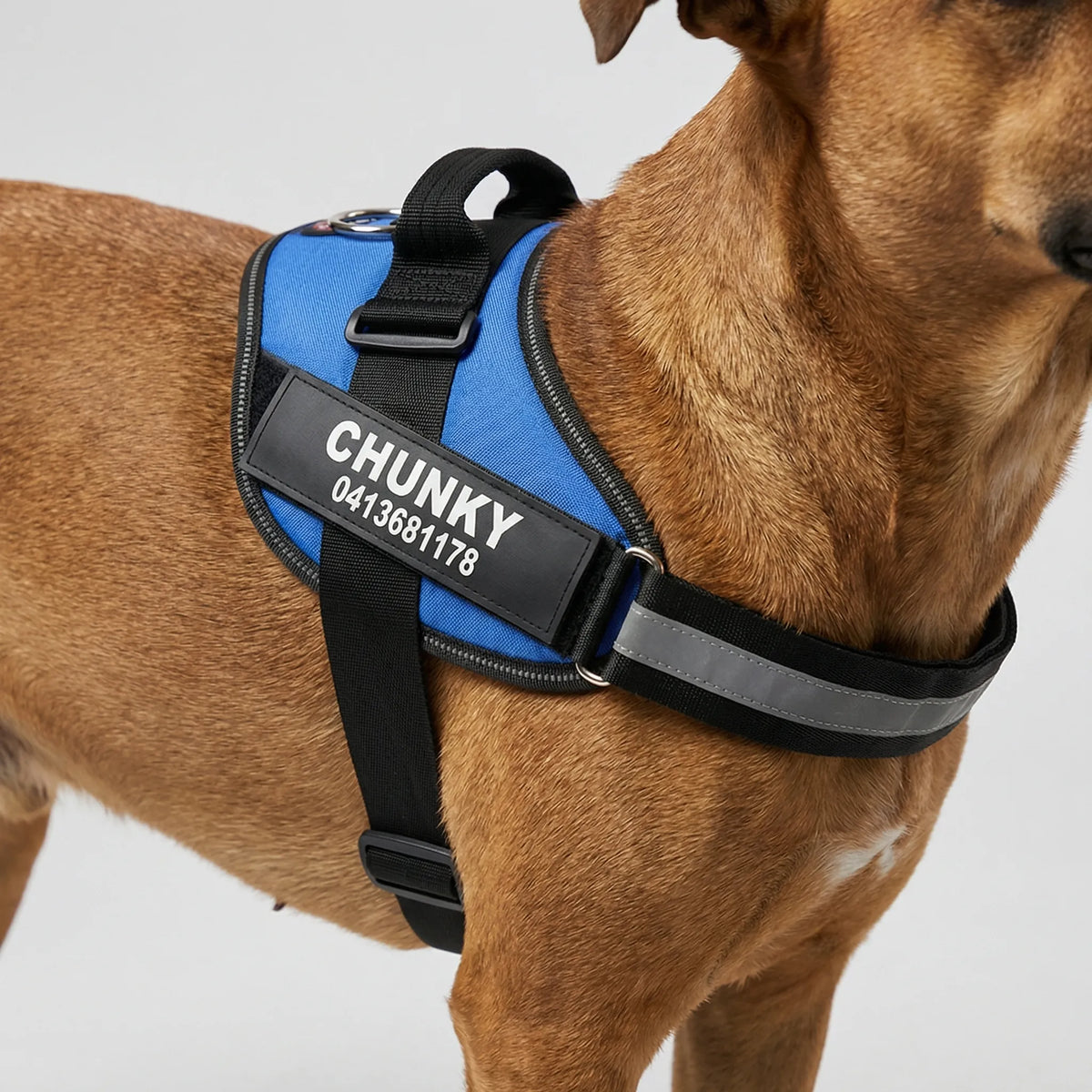 Harnais chien anti-traction personnalisé avec attache avant