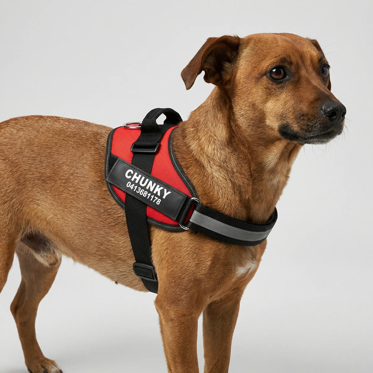Harnais chien anti-traction personnalisé avec attache avant