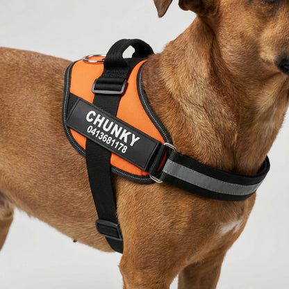 Harnais chien anti-traction personnalisé avec attache avant