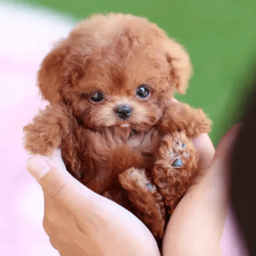 Chiot Interactif - Jouet Intelligent pour Enfants