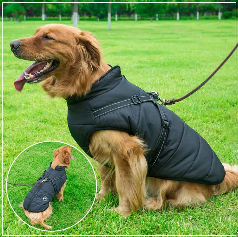 Manteau chien imperméable d'hiver avec harnais intégré