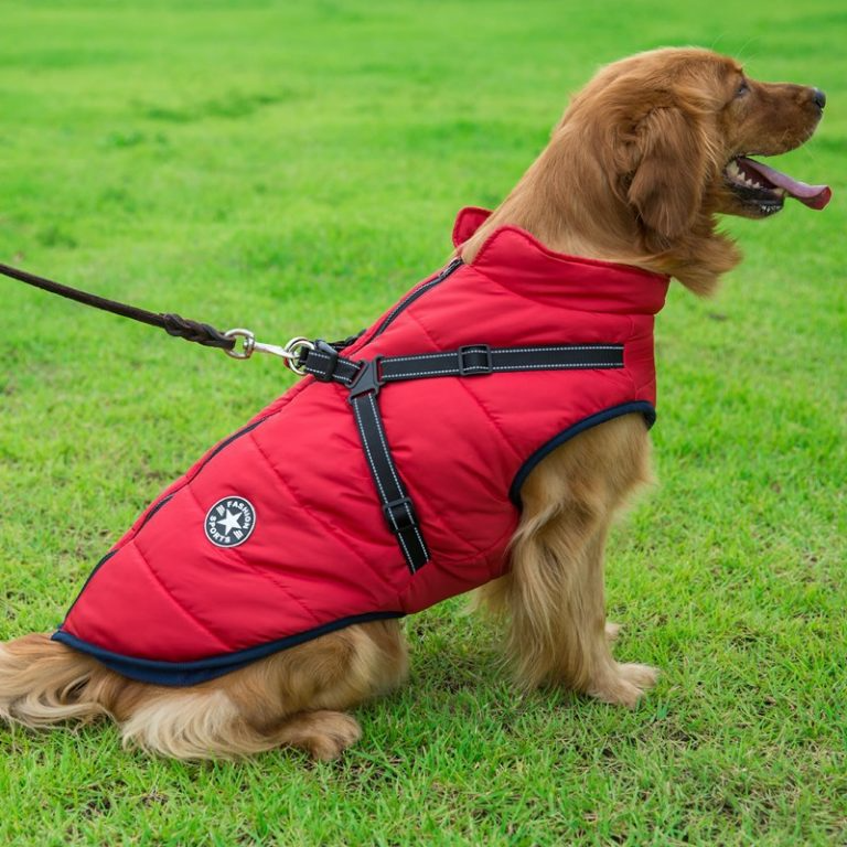 Manteau chien imperméable d'hiver avec harnais intégré