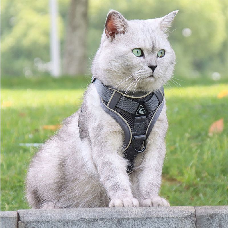 Harnais Chat Anti-Fugue - Sécurité & Liberté pour Votre Matou