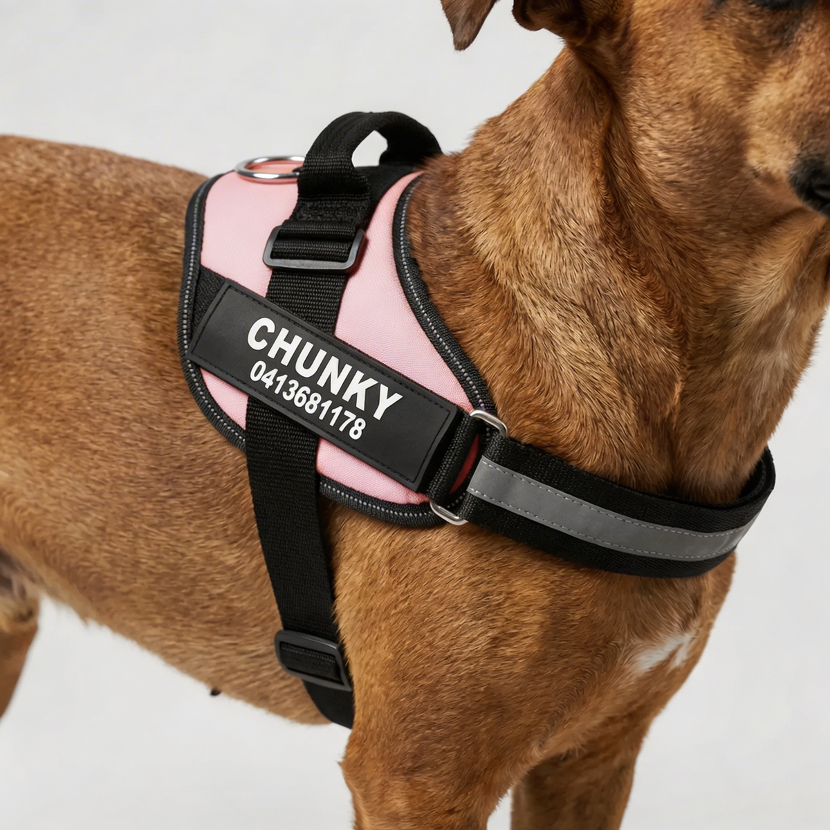 Harnais chien anti-traction personnalisé avec attache avant