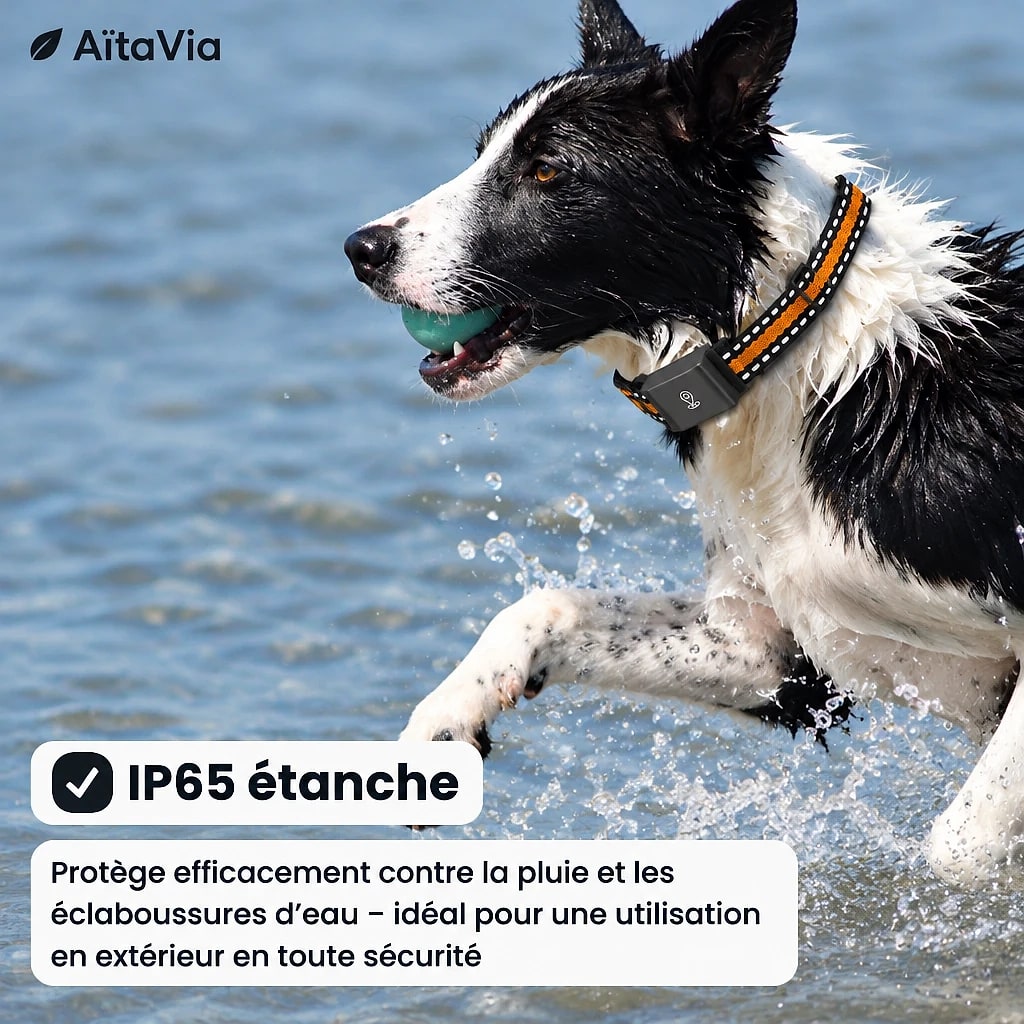 Traquis – Collier GPS Chien